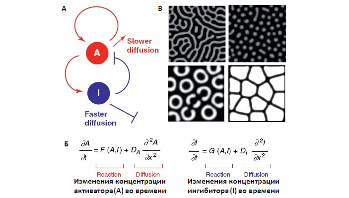 Теория морфогенеза Тьюринга