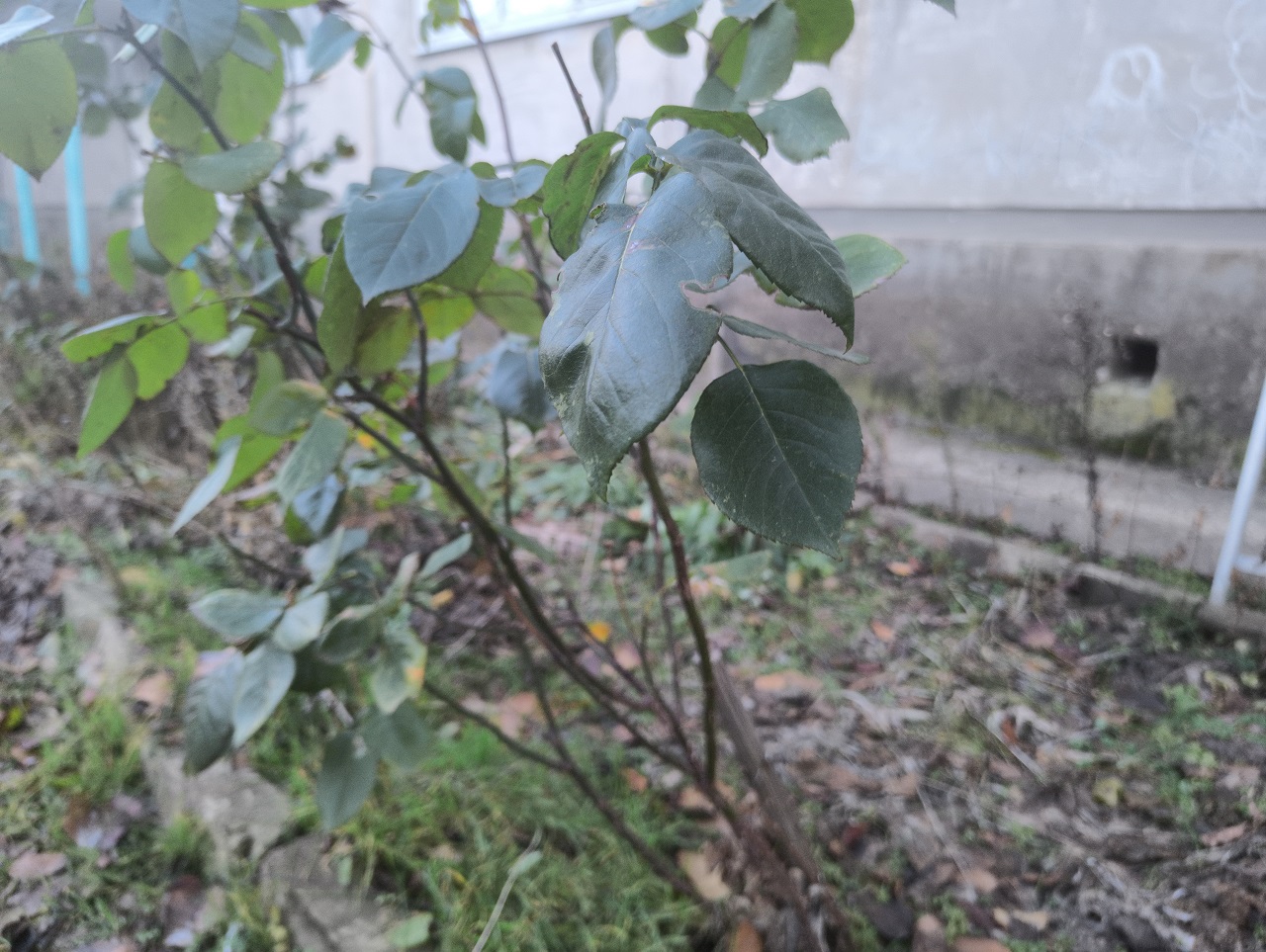 Blackview Xplore 2 Projector — броневик с аккумулятором 20Ач и… проектором - 28 Blackview Xplore 2 Projector — броневик с аккумулятором 20Ач и… проектором - 28