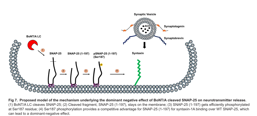 Предлагаемая модель механизма, лежащего в основе доминантно-негативного эффекта SNAP-25, расщеплённого BoNT/A, на высвобождение нейромедиаторов. (1) Лёгкая цепь (LC) BoNT/A расщепляет SNAP-25; (2) Расщеплённый фрагмент, SNAP-25 (1-197), остаётся в мембране; (3) SNAP-25 (1-197) эффективно фосфорилируется по остатку Ser187; (4) Фосфорилирование Ser187 даёт SNAP-25 (1-197) конкурентное преимущество в связывании с синтаксином-1A по сравнению с нативным SNAP-25, что может приводить к доминантно-негативному эффекту.