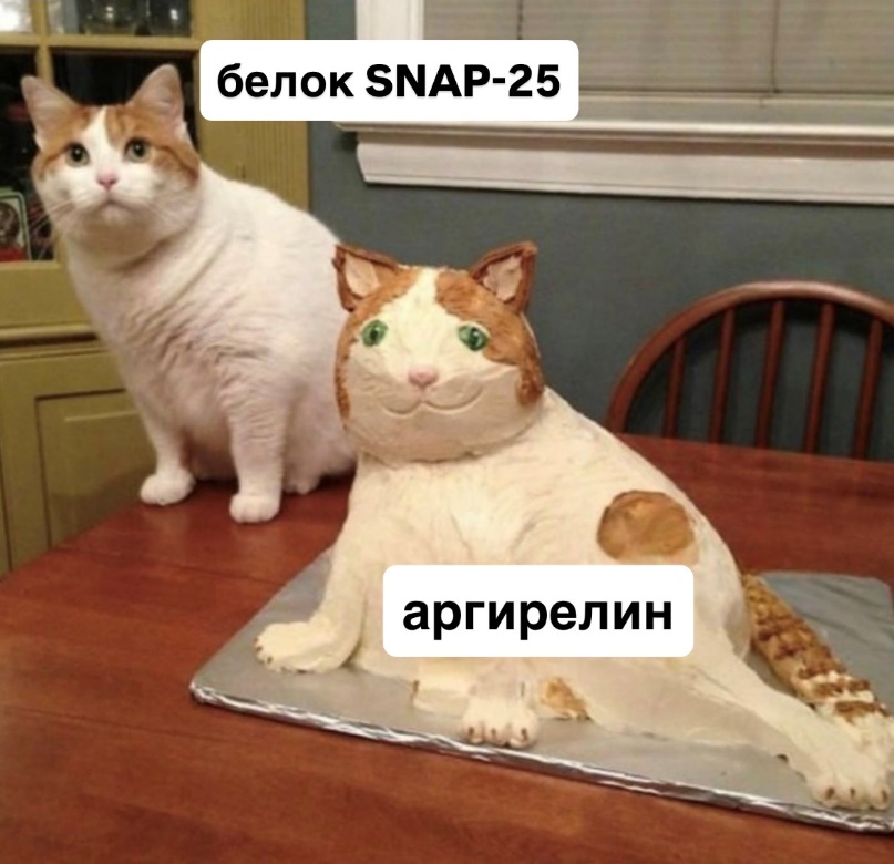 Почему ботокс больше не колют после того, как взломали синаптический перенос - 5