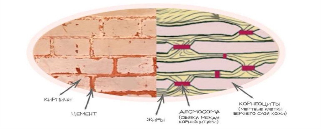 Почему ботокс больше не колют после того, как взломали синаптический перенос - 7