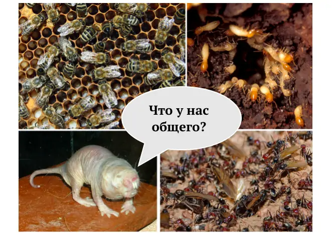 Предсказательная сила эволюционной биологии - 1