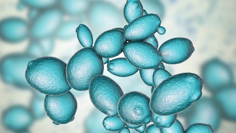 Создан первый полностью синтетический геном дрожжей: учёные опубликовали подробное &laquo;руководство по сборке&raquo;