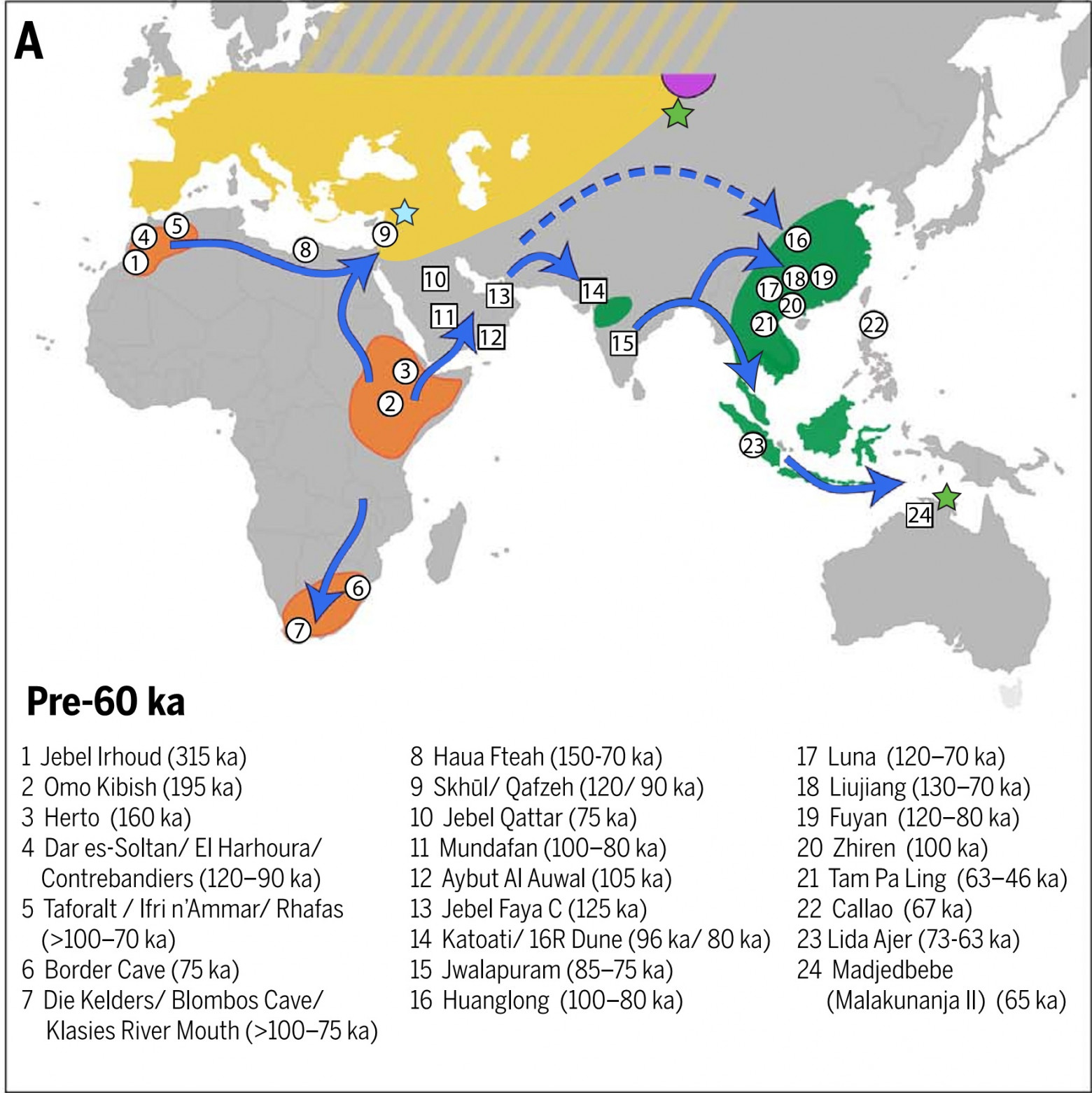 А. Карта мест находок костных останков, относимых к сапиенсам (цифры в кружочках) и археологических следов сапиенсов без костных останков (цифры в квадратиках), датировки предшествуют времени 60 тыс. лет назад. Стрелки указывают пути древних миграций (120-60 тыс. лет назад). Желтым цветом обозначен ареал неандертальцев, оранжевым – ареал ранних сапиенсов, фиолотовым – денисовцев, зеленым – ареал ранних сапиенсов в Юго-Восточной Азии. Голубая звездочка указывает место метисации сапиенсов с неандертальцами, зеленые звездочки — места метисации сапиенсов с денисовцами. А. Карта мест находок костных останков, относимых к сапиенсам (цифры в кружочках) и археологических следов сапиенсов без костных останков (цифры в квадратиках), датировки предшествуют времени 60 тыс. лет назад. Стрелки указывают пути древних миграций (120-60 тыс. лет назад). Желтым цветом обозначен ареал неандертальцев, оранжевым – ареал ранних сапиенсов, фиолотовым – денисовцев, зеленым – ареал ранних сапиенсов в Юго-Восточной Азии. Голубая звездочка указывает место метисации сапиенсов с неандертальцами, зеленые звездочки — места метисации сапиенсов с денисовцами.