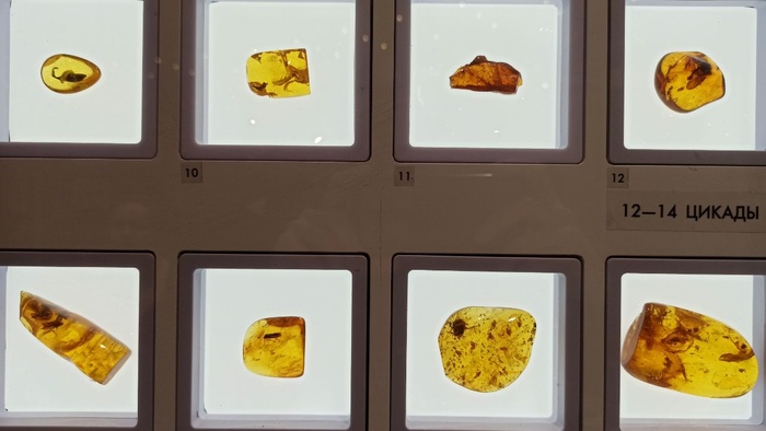 Планета океан Калининград - 14