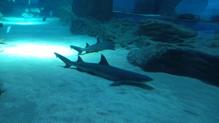 Планета океан Калининград - 18