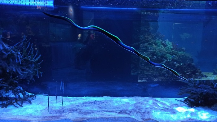 Планета океан Калининград - 20