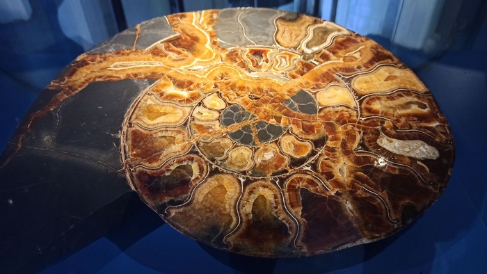 Планета океан Калининград - 23