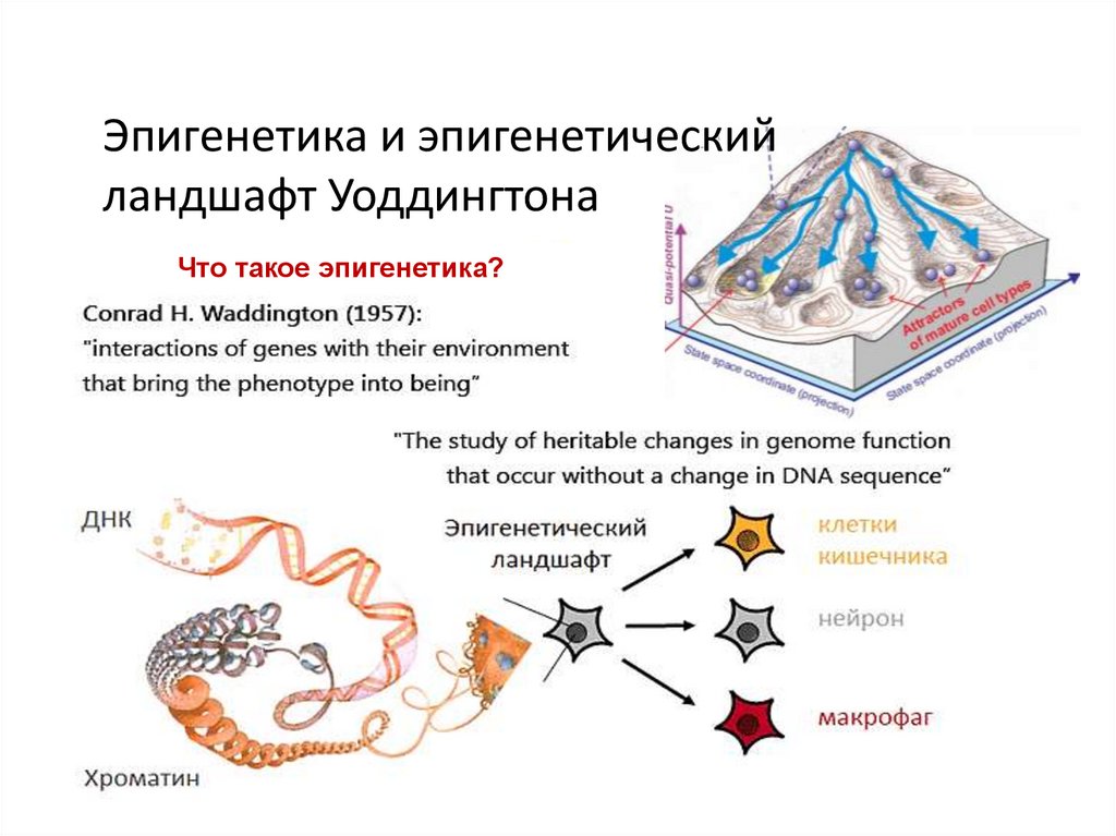 Эволюция теории эволюции: неодарвинизм, СТЭ, эпигенетика. Теория Дарвина устарела? - 16