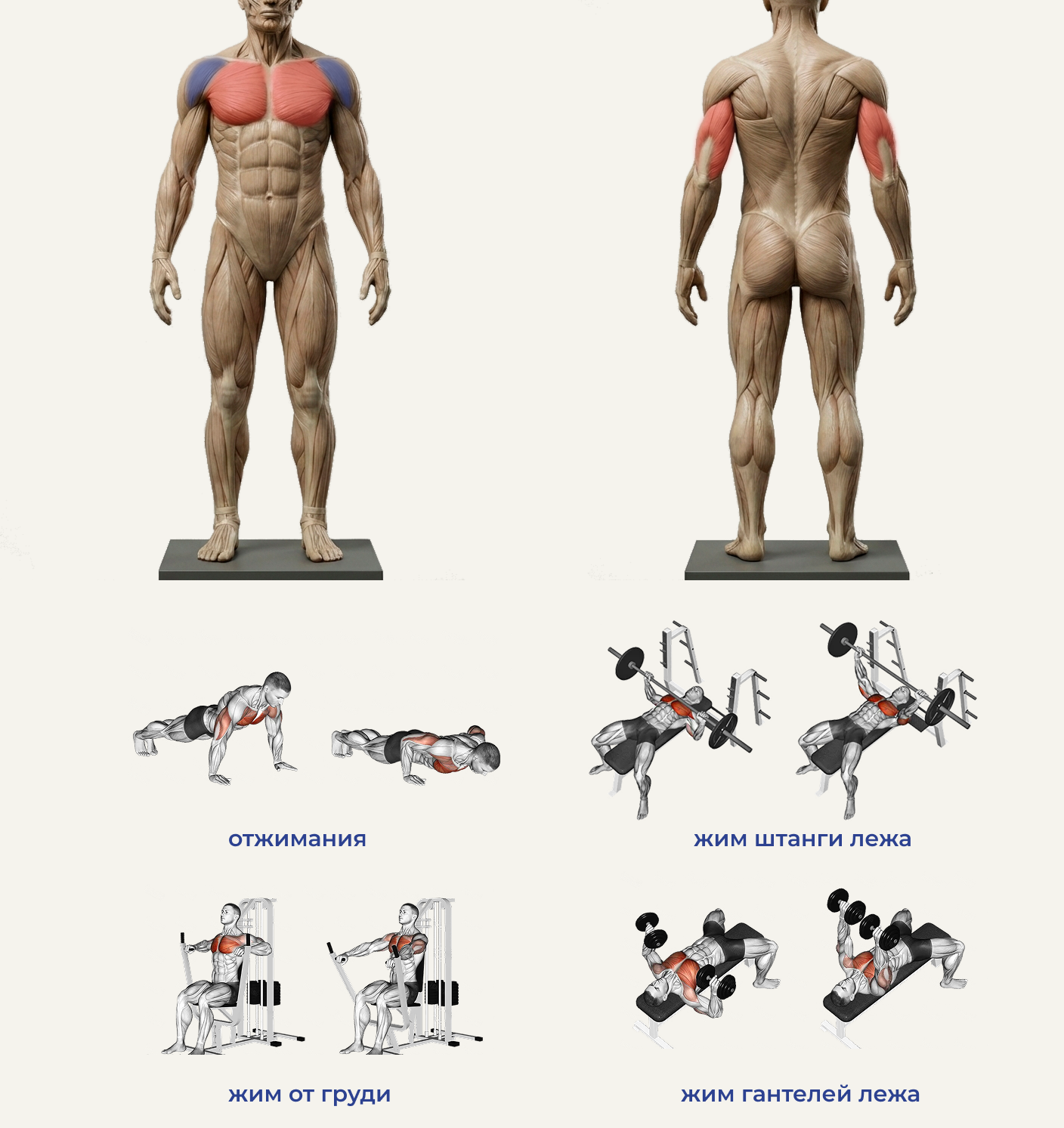 Что делать новичку в зале? Полное руководство по силовым тренировкам с нуля - 2 Что делать новичку в зале? Полное руководство по силовым тренировкам с нуля - 2