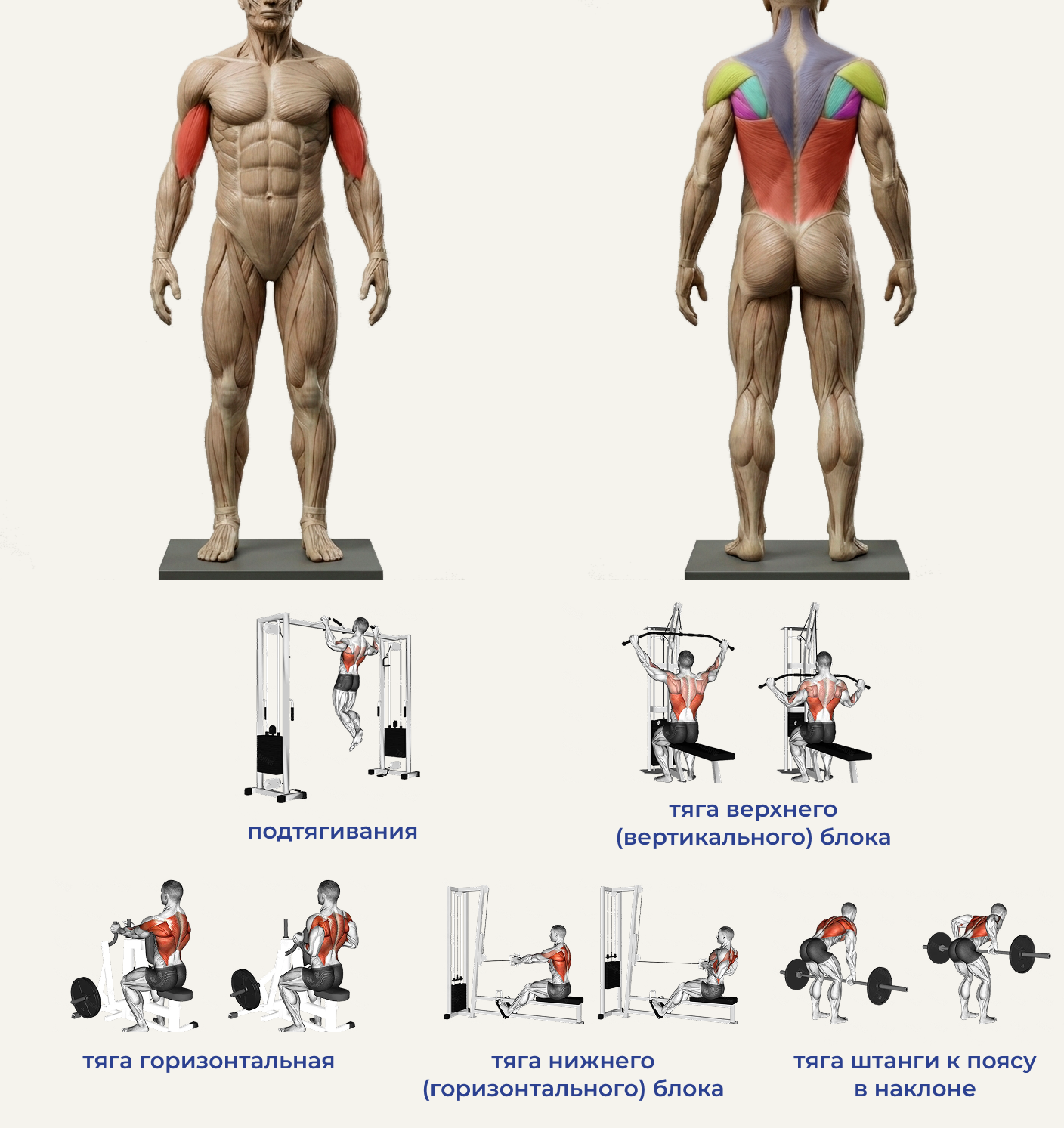 Что делать новичку в зале? Полное руководство по силовым тренировкам с нуля - 3 Что делать новичку в зале? Полное руководство по силовым тренировкам с нуля - 3