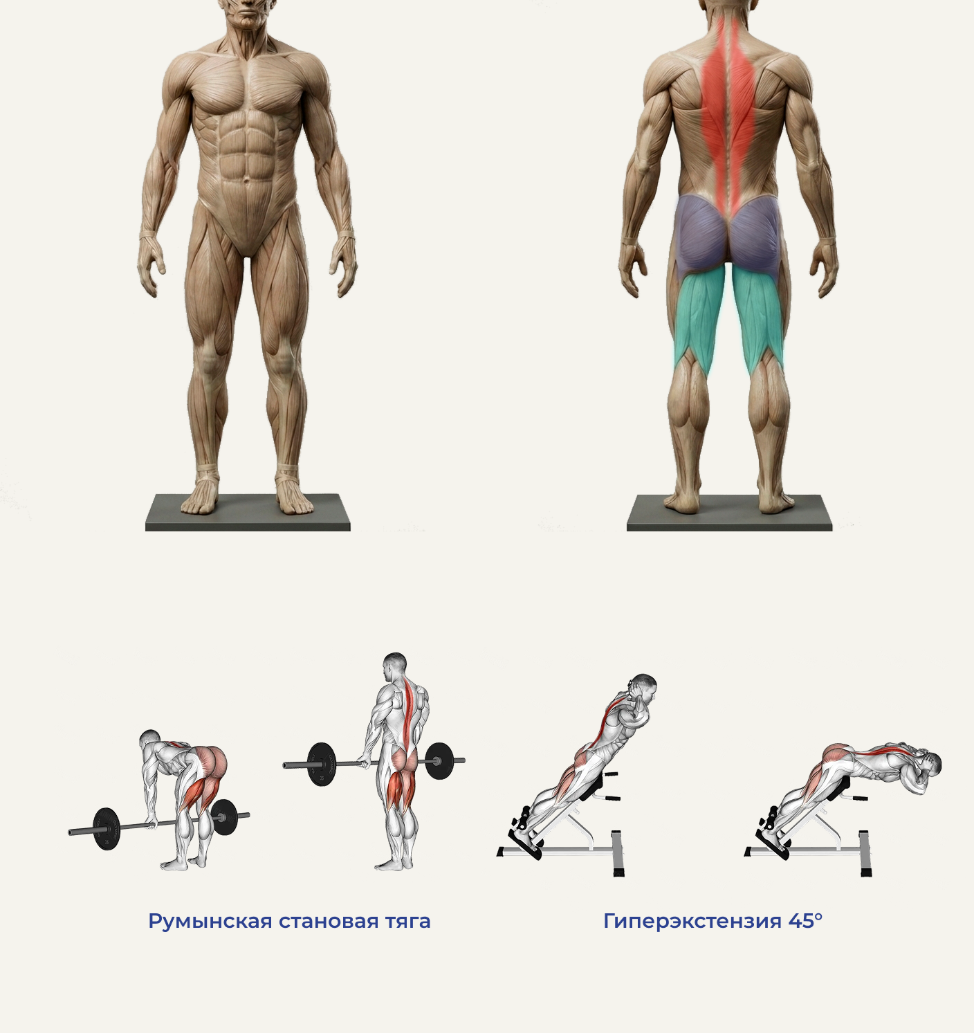 Что делать новичку в зале? Полное руководство по силовым тренировкам с нуля - 6 Что делать новичку в зале? Полное руководство по силовым тренировкам с нуля - 6