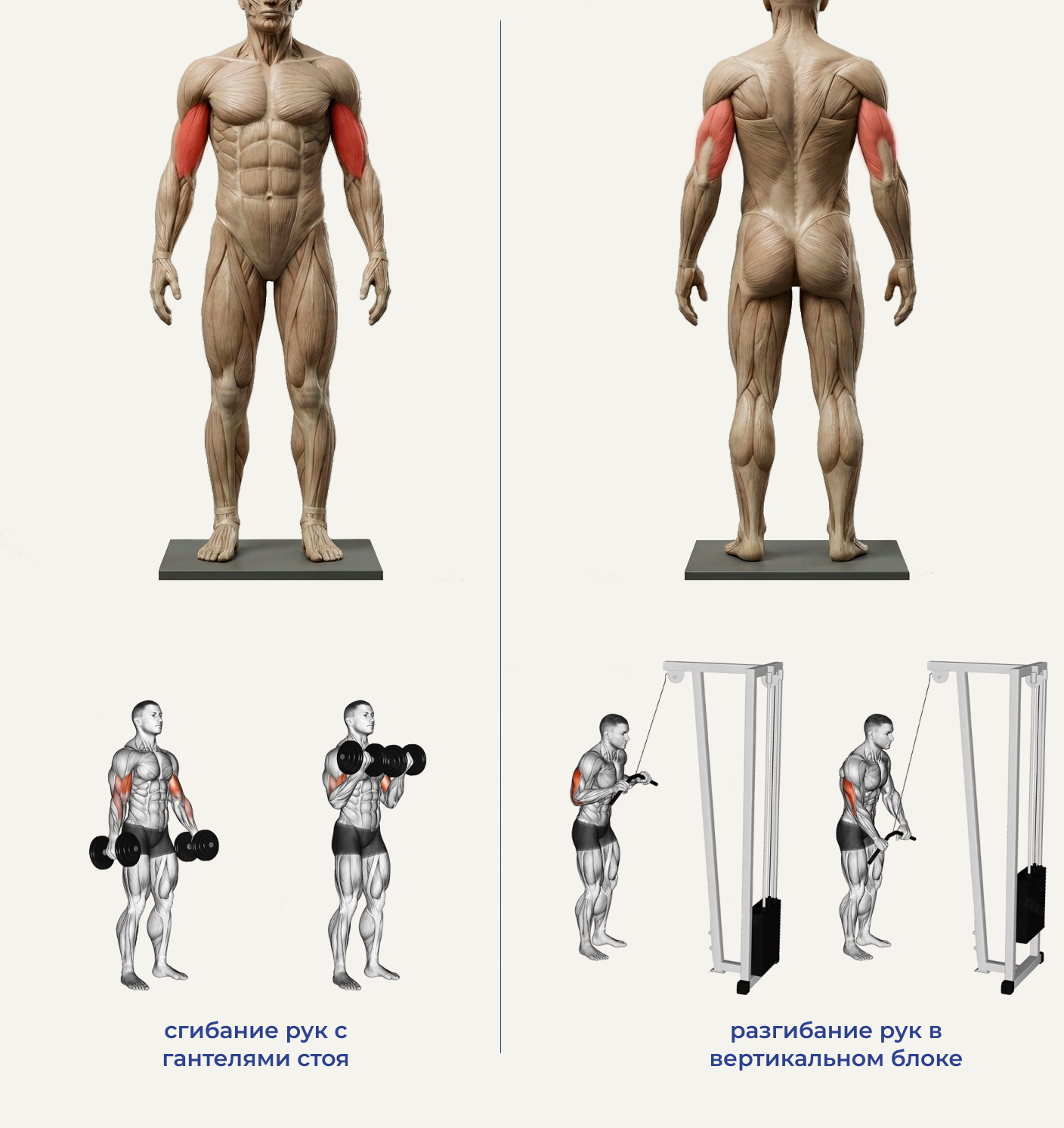 Что делать новичку в зале? Полное руководство по силовым тренировкам с нуля - 8 Что делать новичку в зале? Полное руководство по силовым тренировкам с нуля - 8