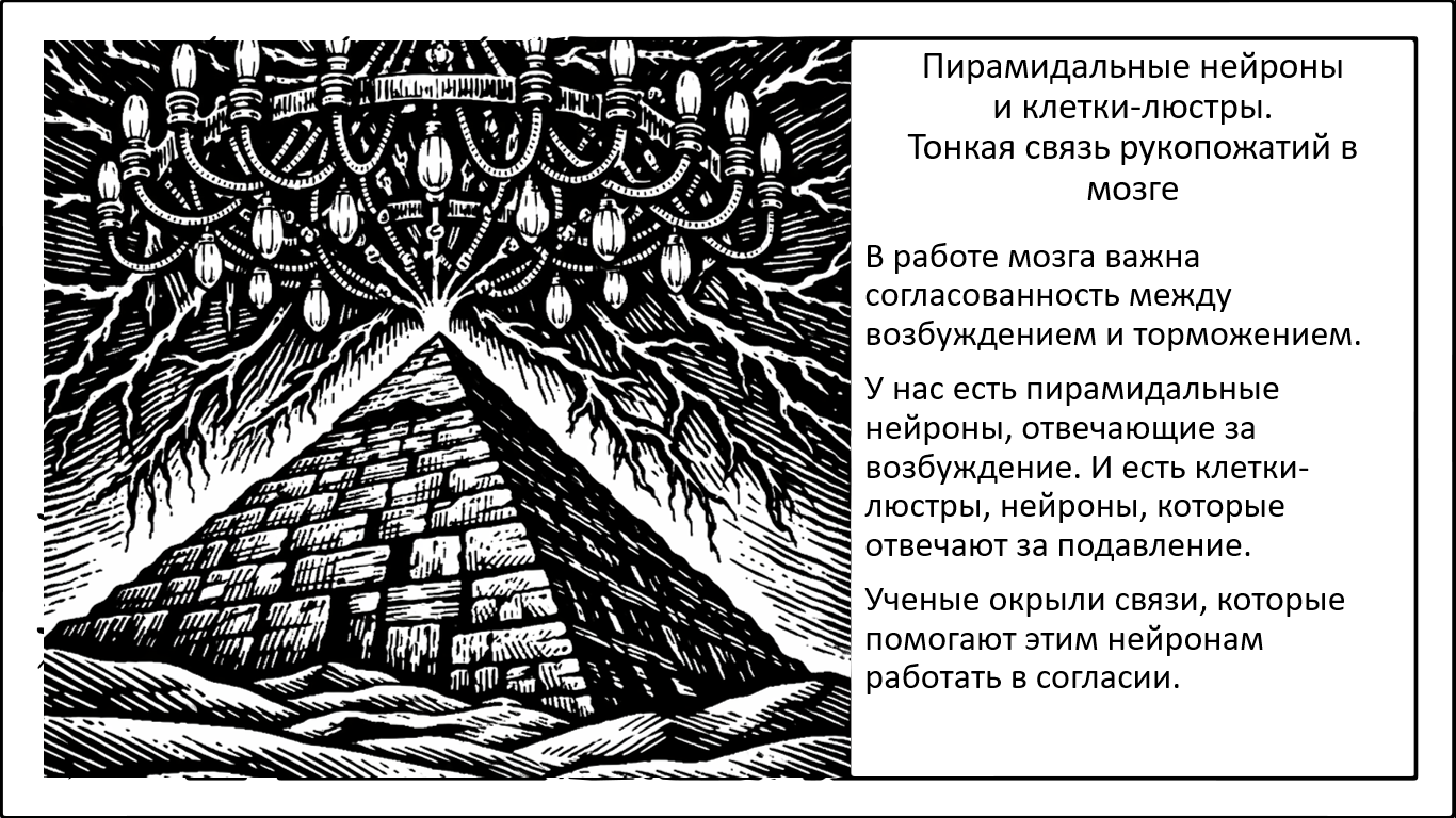 Рукопожатие нейронов и люстры против пирамид. На чем держится нормальная работа мозга? - 1