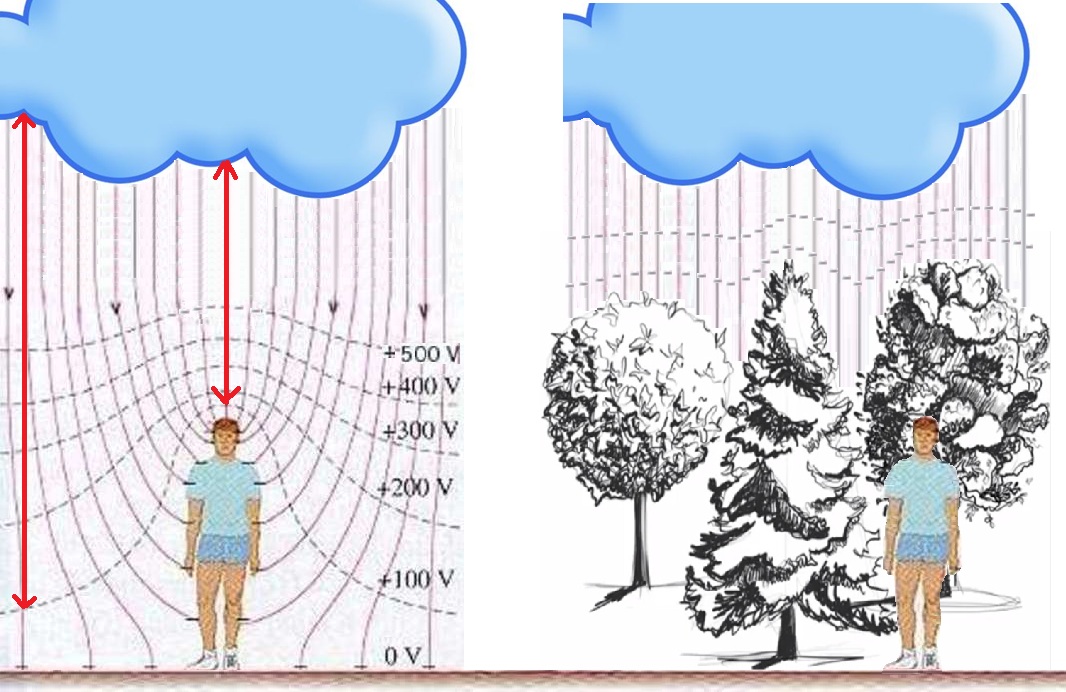Идущие вдоль земли линии одинакового напряжения относительно грунта (эквипотенциальные поверхности) над человеком или иным более-менее проводящим телом искривляются вверх и уплотняются. Чем больше разность потенциалов между каким-либо объектом и облаком, тем проще ударить в него молнии. Разность потенциалов максимальна между облаком и землей (левая красная стрелка). Но она такая же между головой человека и облаком, однако расстояние между ними уже меньше и молнии ударить в человека проще. В лесу же (рисунок справа), линии электрического поля в основном оканчиваются на макушках проводящих ток деревьев и человек никак на него не влияет  