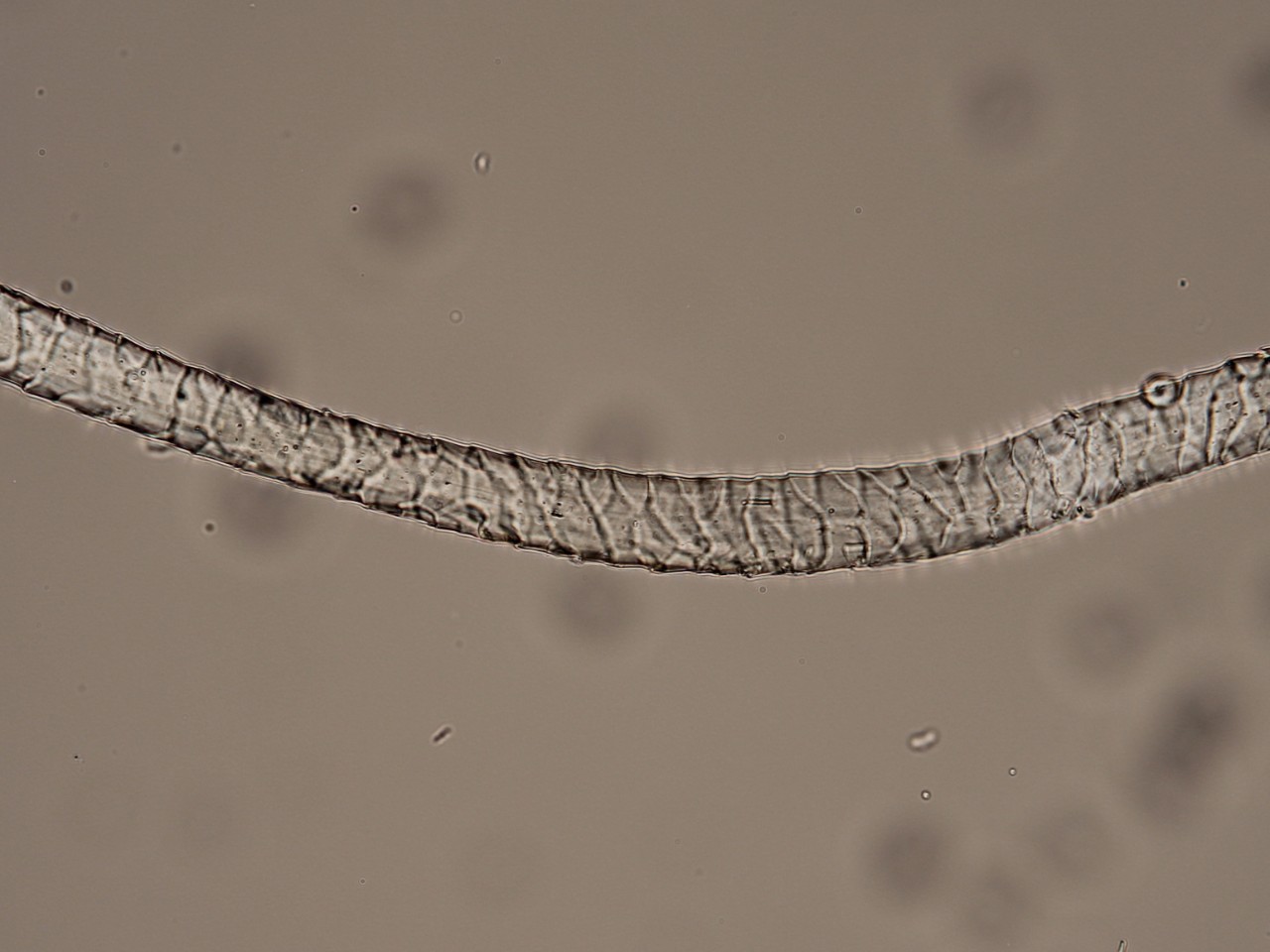 Увеличенное волокно шерсти, на котором видны кутикулы, похожие на чешуйки