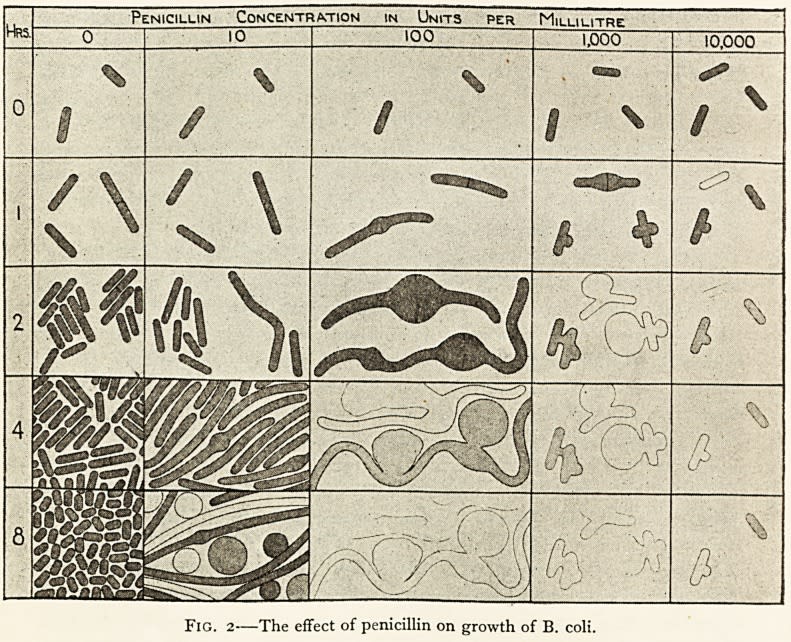  Влияние пенициллина на морфологию E. coli (тогда называвшейся Bacillus coli) при разных концентрациях и в разные моменты времени. Иллюстрация J.P. Duguid (1946)