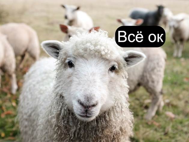 Как бараний жир лечит ваши раны - 3