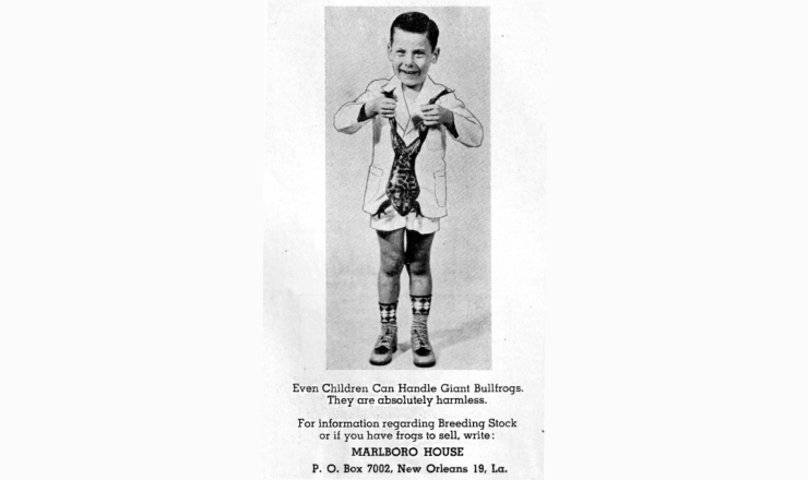 Лягушки не съедят ваших детей — только ваши последние сбережения. Источник