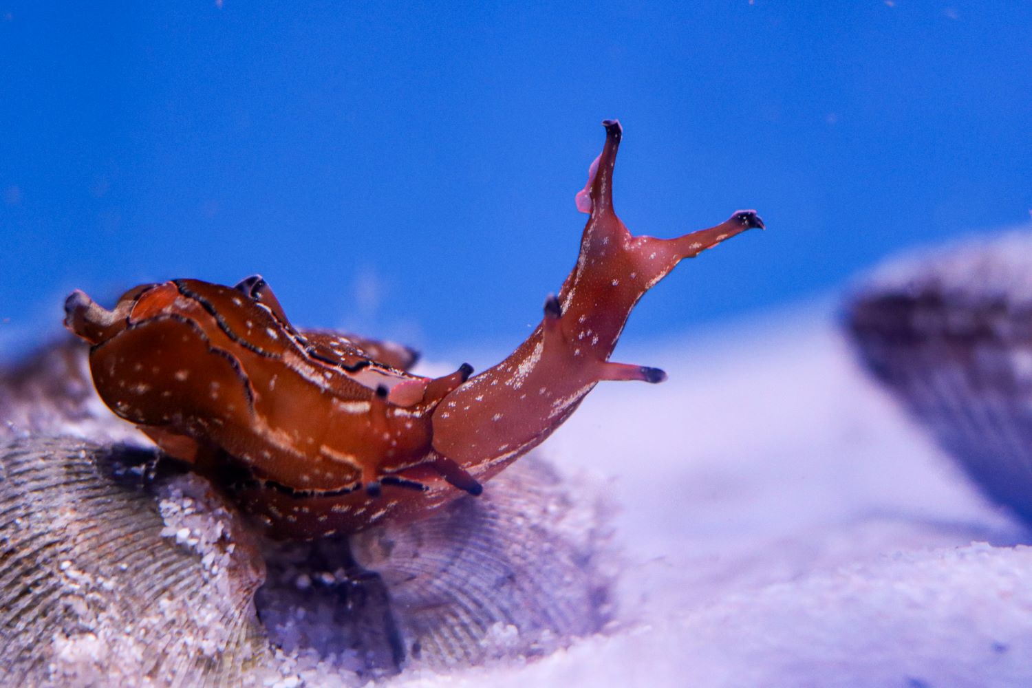 Математические основы рекуррентных нейросетей (детские вопросы и ответы, о которых не принято говорить) - 1 Математические основы рекуррентных нейросетей (детские вопросы и ответы, о которых не принято говорить) - 1