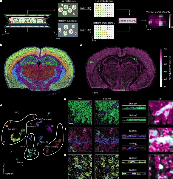 Трёхмерный взгляд на клетки: программа ovrlpy впервые находит искажения в пространственной транскриптомике - 1 Трёхмерный взгляд на клетки: программа ovrlpy впервые находит искажения в пространственной транскриптомике