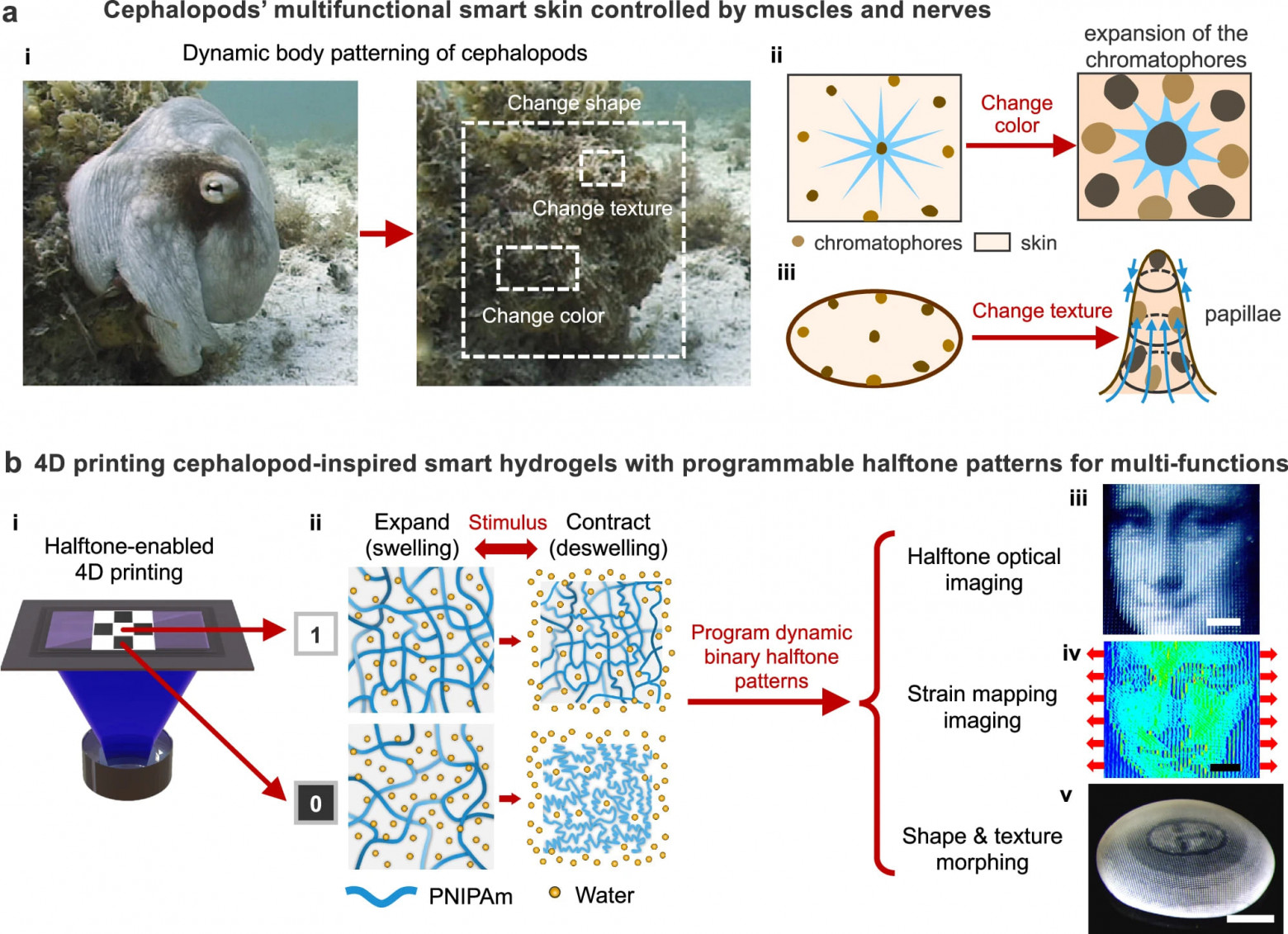4D-печать и осьминоги - 2 4D-печать и осьминоги - 2