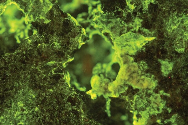 Микробы на МКС раскрыли секрет эффективной добычи металлов с астероидов - 1 Микробы на МКС раскрыли секрет эффективной добычи металлов с астероидов