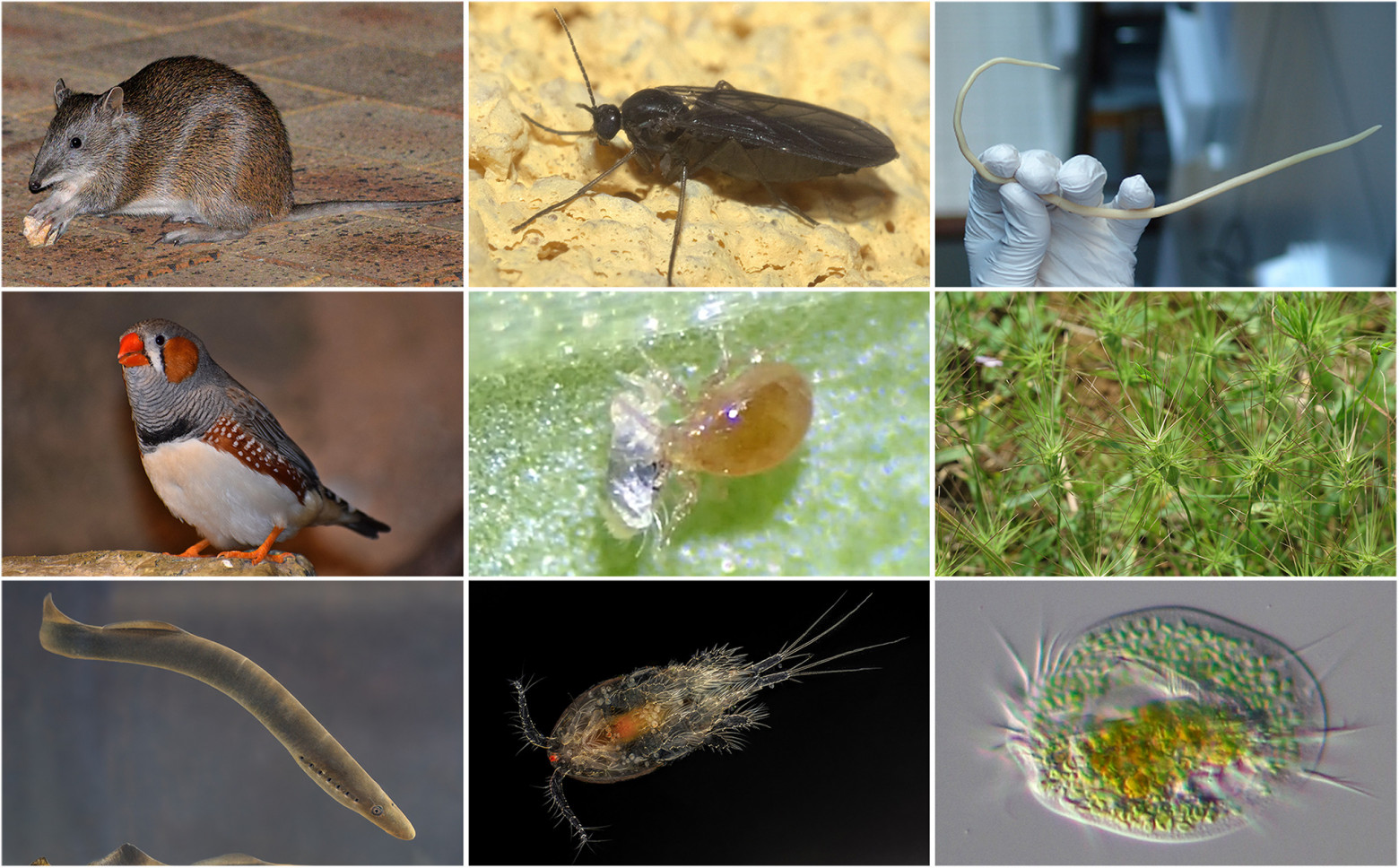 Организмы с запрограммированным выкидыванием ДНК, картинка из журнала Current Biology, «Programmed DNA elimination» by Kazufumi Mochizuki