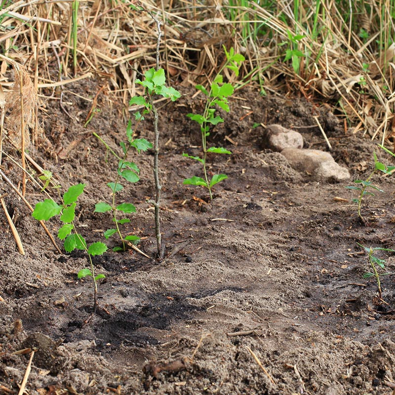 Начало международной дубравы. Дубы из разных стран мира.