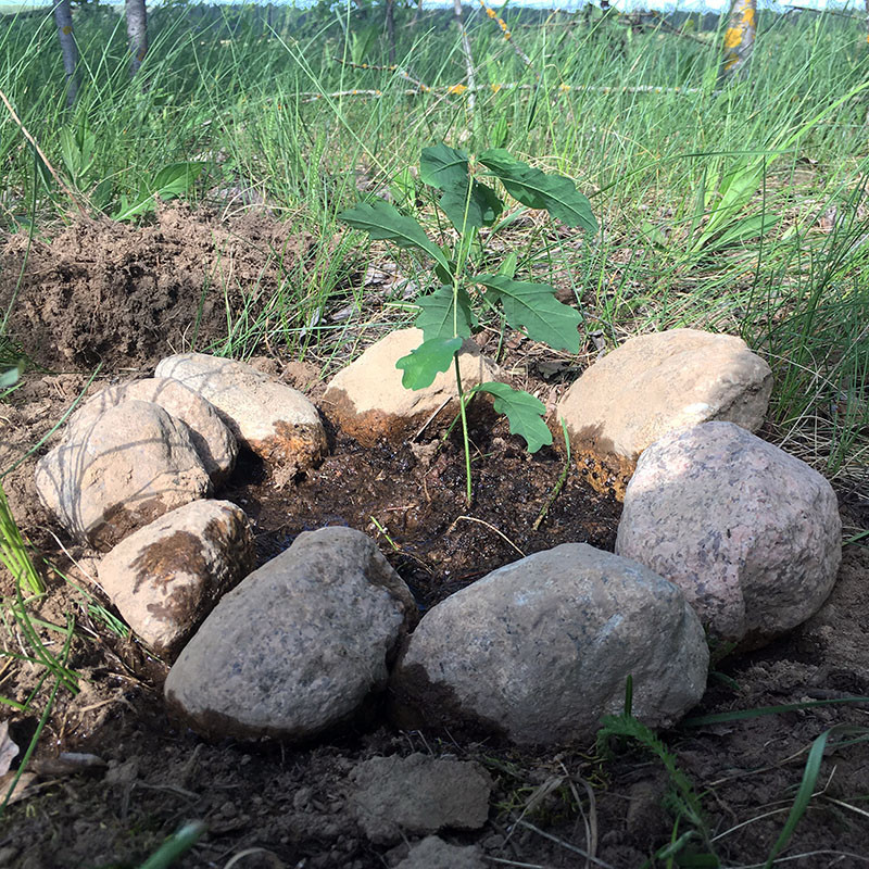 Так выглядит дерево, пересаженное в грунт