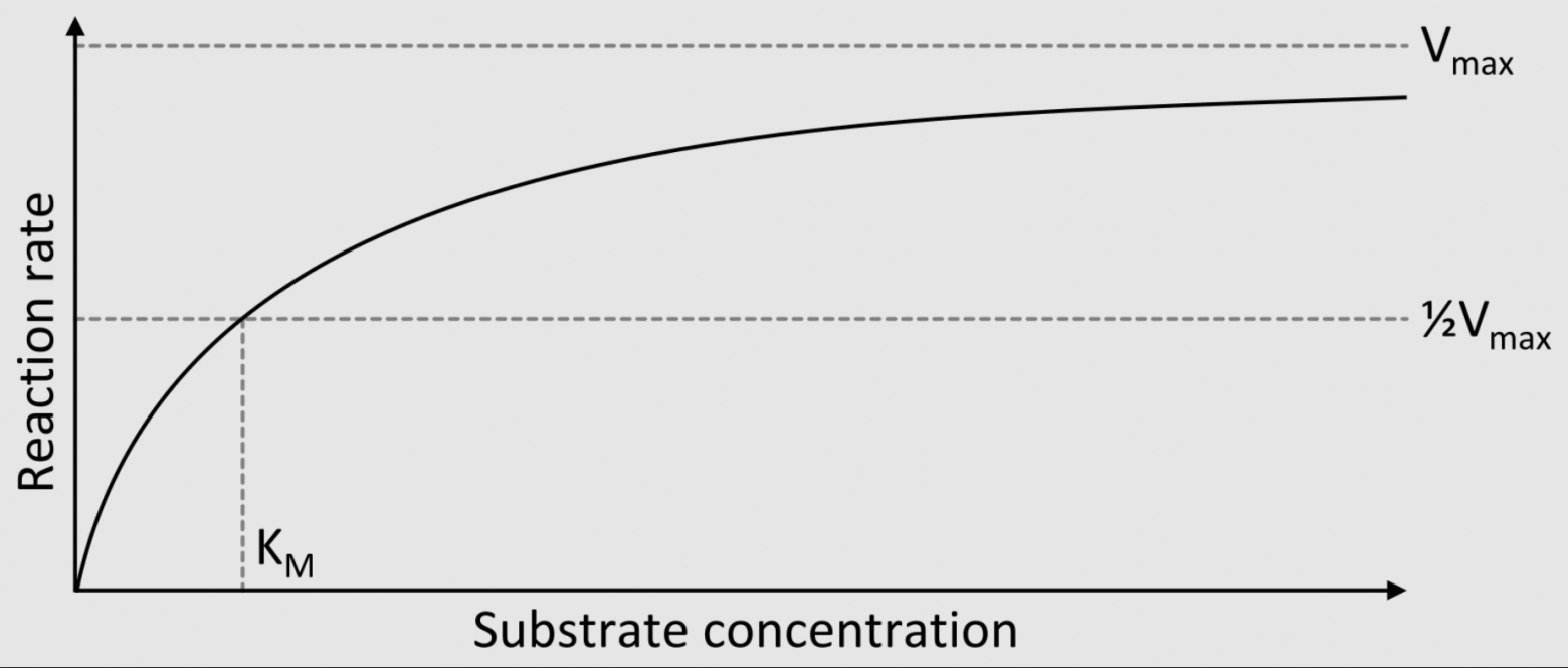  Кривая Михаэлиса—Ментен: элегантная модель ферментативной кинетики. Работает? Чаще всего да. Описывает "истинную природу" фермента? Нет.  