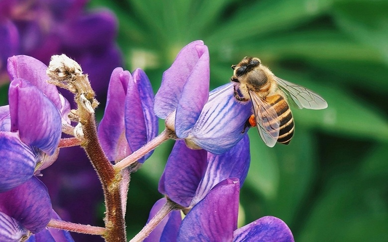 Snapdragon 8 Elite Gen 5, аккумулятор 7150 мА&middot;ч, 120 Вт, 200 Мп, перископический модуль. Honor показала, как снимает Magic V6