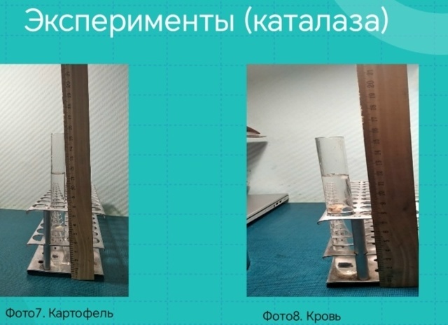 Фермент каталаза