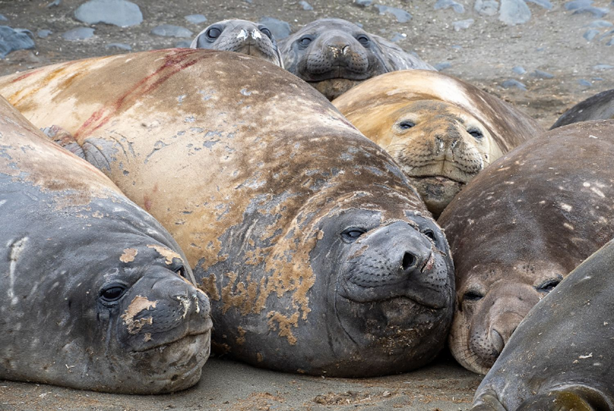 С одной стороны, Конюхов подружился со слонами, с другой — они регулярно разносят ему жильё