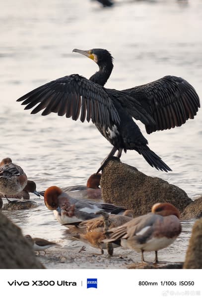 «Божественный инструмент для наблюдения за птицами». Vivo заявляет, что X300 Ultra открывает новые возможности без необходимости таскать с собой тяжелое оборудование - 2