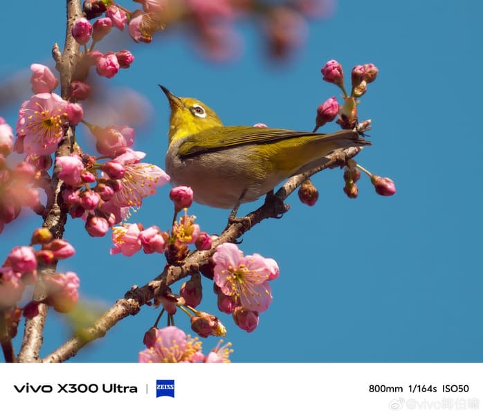 «Божественный инструмент для наблюдения за птицами». Vivo заявляет, что X300 Ultra открывает новые возможности без необходимости таскать с собой тяжелое оборудование - 5