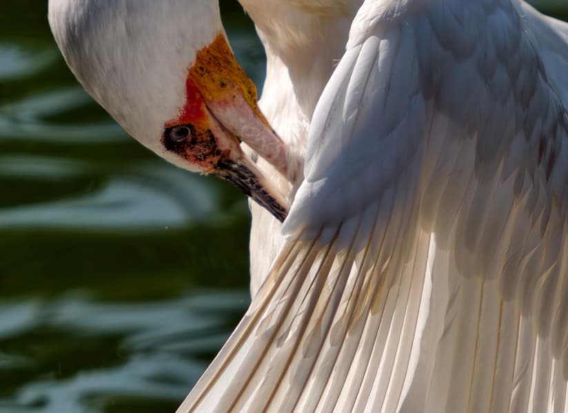 «Божественный инструмент для наблюдения за птицами». Vivo заявляет, что X300 Ultra открывает новые возможности без необходимости таскать с собой тяжелое оборудование - 1