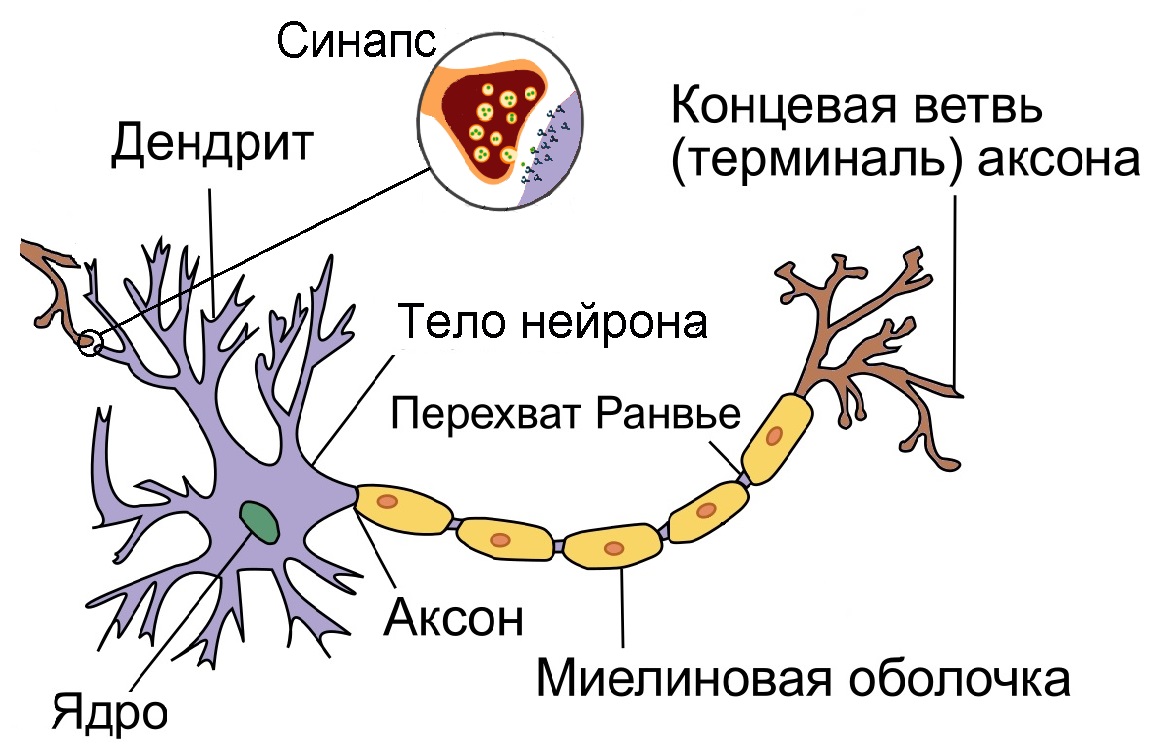 Схема передачи импульса по нейронной сети (адаптировано из рисунка в Вики) 