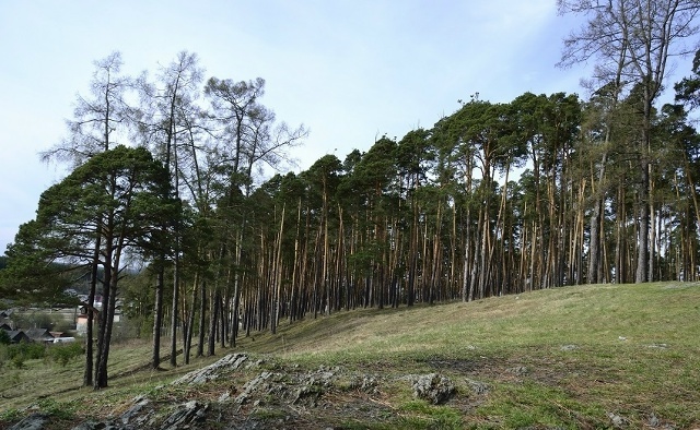 Роща Могилица, 2020 г.