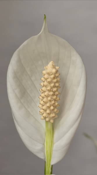 Samsung Galaxy S26 сравнили с камерой Sony A7R5 - 1