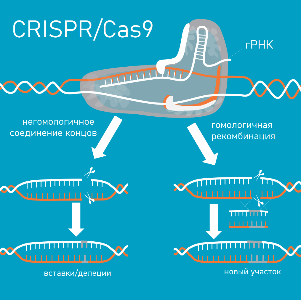 Чтобы объяснить, что такое CRISPR, понадобится статья вдвое больше этой. Но за него дали Нобелевку 2020 года!  