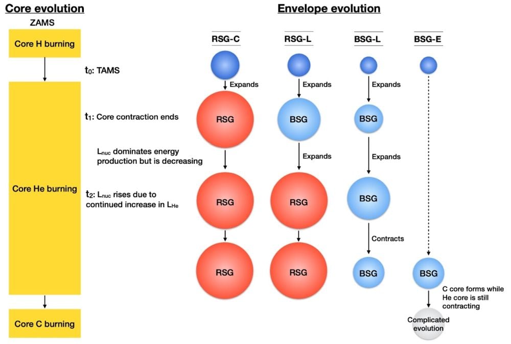 Эта схема иллюстрирует некоторые выводы первой статьи. Размер звезды в конце фазы главной последовательности — на конечной стадии главной последовательности (TAMS) — определяет, станет ли она красным или голубым сверхгигантом. Звёзды, которые уже относительно велики на стадии TAMS, могут подвергнуться значительному расширению оболочки и эволюционировать в красных сверхгигантов. Напротив, более компактные звёзды остаются голубыми сверхгигантами и в конечном итоге сжимаются, а не расширяются дальше.