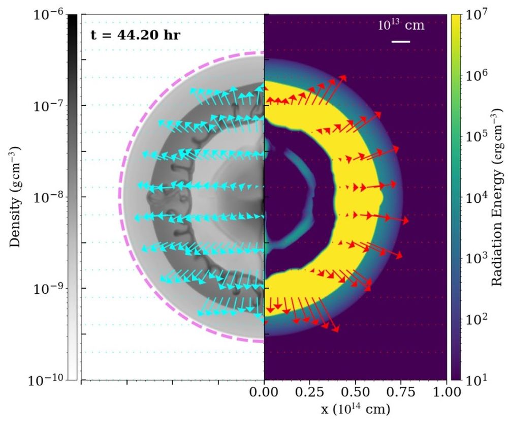 На этом рисунке показана структура красного сверхгиганта с массой в 20 масс Солнца до момента прорыва. Это «моментальный снимок» плотности газа и энергии излучения до того, как ударная волна достигнет поверхности звезды, незадолго до прорыва. «Перед ударной волной формируется мощный предшественник излучения», — поясняют авторы. Голубые стрелки обозначают скорость, а красные — поток излучения. Розовая пунктирная линия — это расширенная фотосфера, которая ослабляет и замедляет прорыв ударной волны. «Атмосфера расширяется со скоростью, незначительной по сравнению со скоростью ударной волны», — объясняют авторы