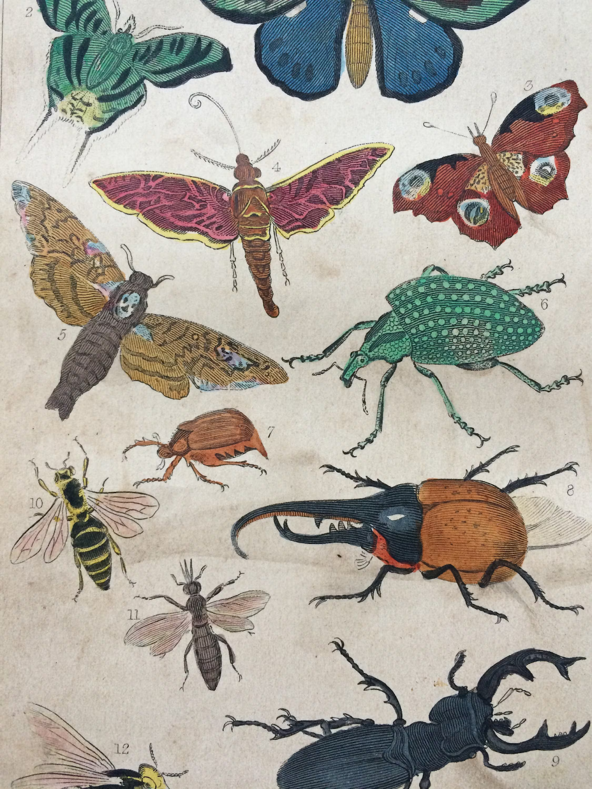 Ручная раскрашенная энтомологическая гравюра с бабочкой, жуком, пчелой и осой (ок. 1840 года)
