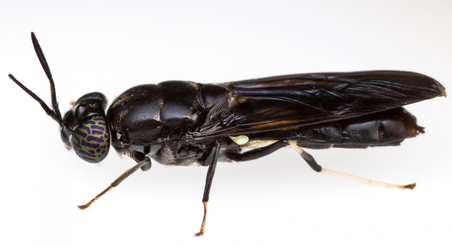 Черная львинка, фото: bugguide.net/node/view/144912