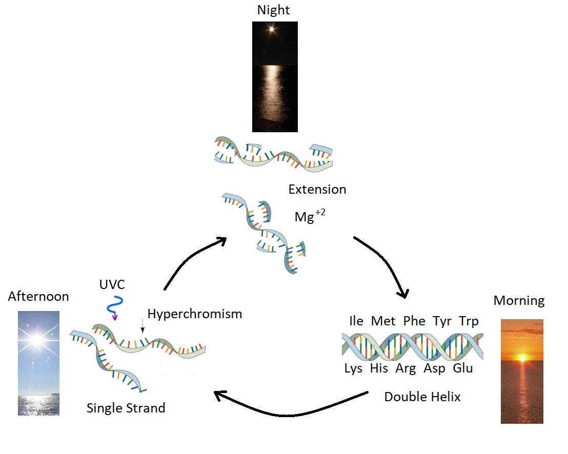 Ультрафиолетовое и температурно-опосредованное безферментное самовоспроизведение (UVTAR) РНК и ДНК, осуществляемое за счёт поглощения и рассеивания преобладающего потока УФ-С излучения и высоких температур поверхности океана в конце гадейского или начале архейского периода, включая суточный цикл потепления и охлаждения поверхности воды из-за поглощения солнечного инфракрасного излучения. Этот отбор, основанный на большем рассеивании фотонов, Михаэлян называет термодинамическим отбором.