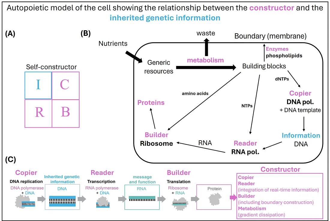 Расширенная конструкторско-аутопоэтическая модель самовоспроизводства Криса Эрла