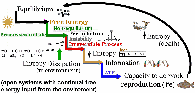 Жизнь поддерживает внутреннюю упорядоченность и сложность (низкую энтропию), преобразуя свободную энергию и сбрасывая лишнюю энтропию в окружающую среду в виде тепла и отходов. 