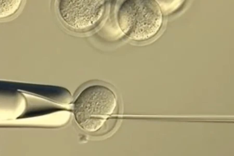 Учёные определили пределы серийного клонирования млекопитающих - 1