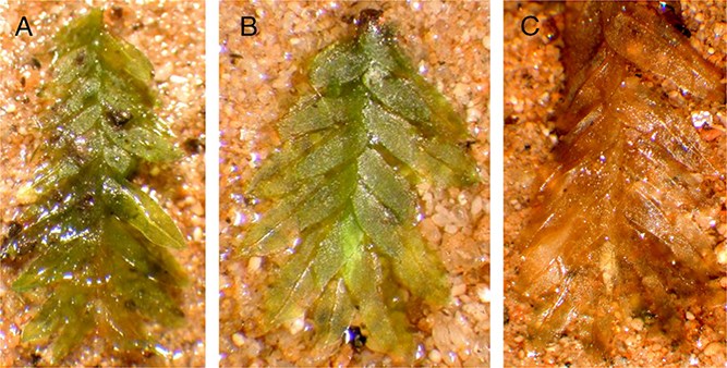 Зеленый свидетель: как мох опроверг алиби подозреваемого - 4 Зеленый свидетель: как мох опроверг алиби подозреваемого - 4